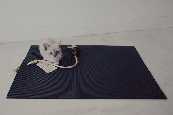 small white cat on black yoga cat mat