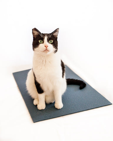 black and white cat on slate blue yoga cat mat