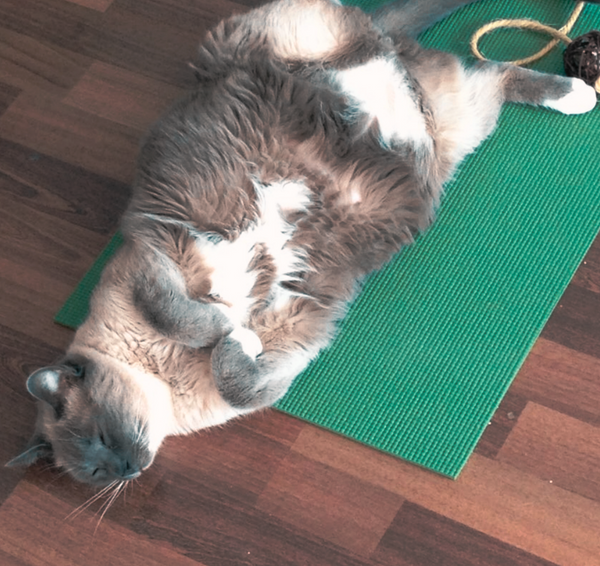 Yoga Cat Mat-Forest Green