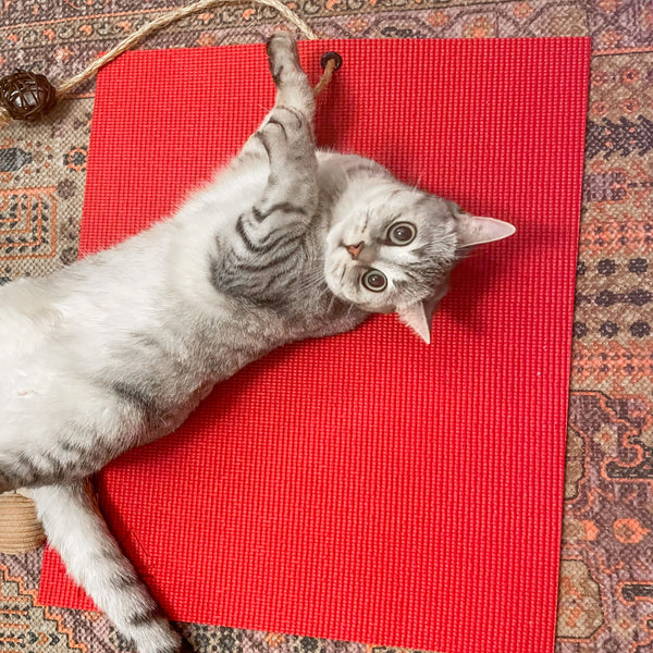 Feline Yogi Yoga Cat Mat Red