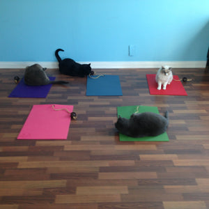 5 cats on their yoga cat mats in assorted colors