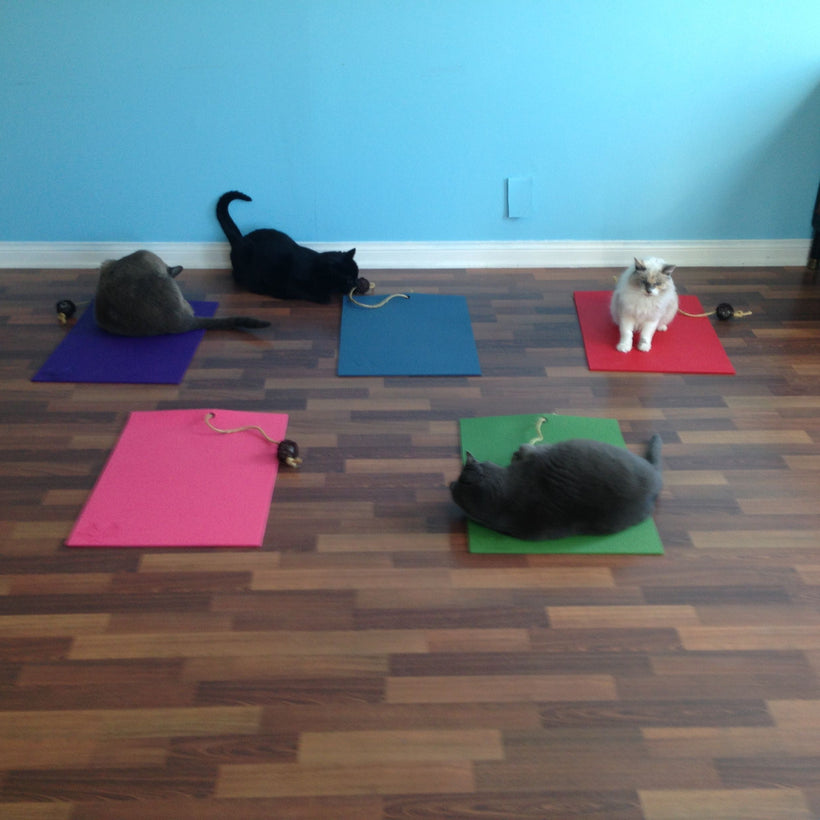 Cats on Mats cat-infused yoga class at Irvington Wellness Center