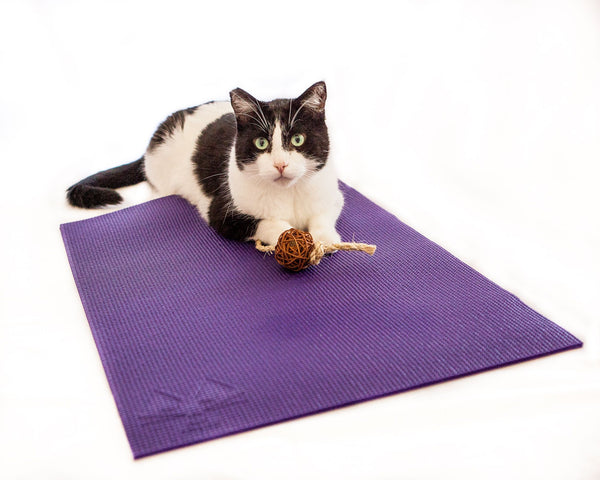 black and white cat on purple yoga cat mat