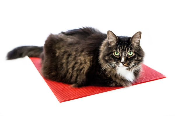 maine coon cat on red yoga cat mat