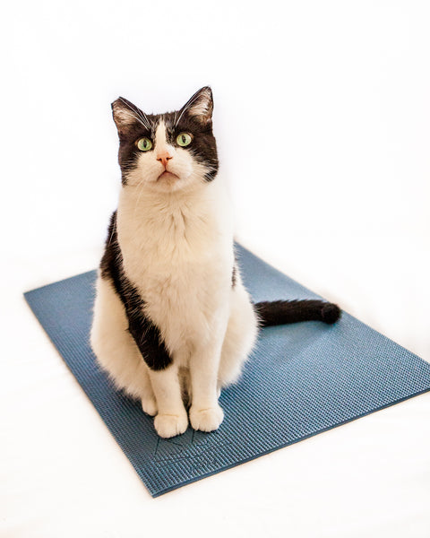 black and white cat on blue yoga cat mat