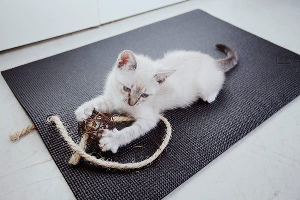 white kitten on mini black yoga mat