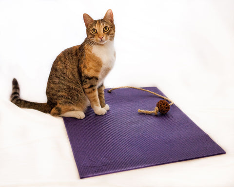 mini purple yoga cat mat