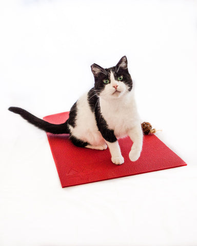 black and white cat on red yoga cat mat