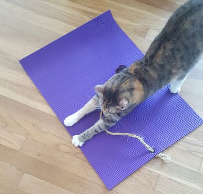 cat stretching on mini yoga cat mat