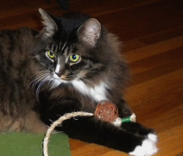 maine coon cat with rattan cat ball toy