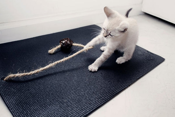 white kitten on black yoga cat mat