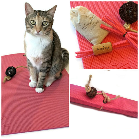 cat on pink yoga mat and cat toys