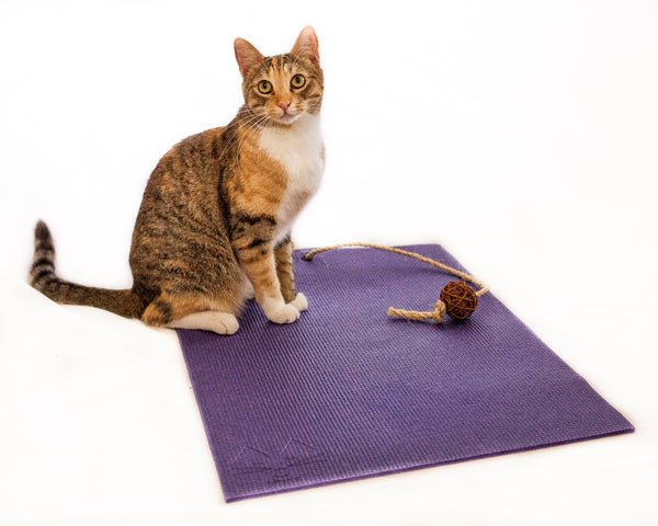 cute cat on purple yoga cat mat