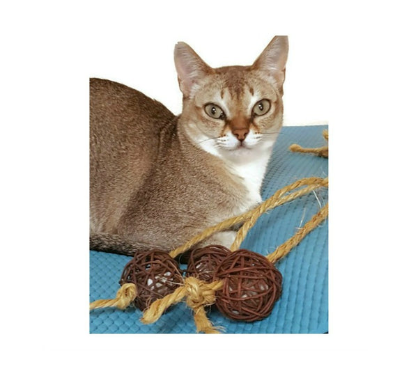 singapura cat on blue yoga mat with rattan balls